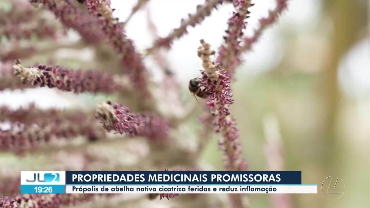 O poder da floresta: própolis de abelha amazônica cicatriza melhor que pomada comercial, aponta estudo