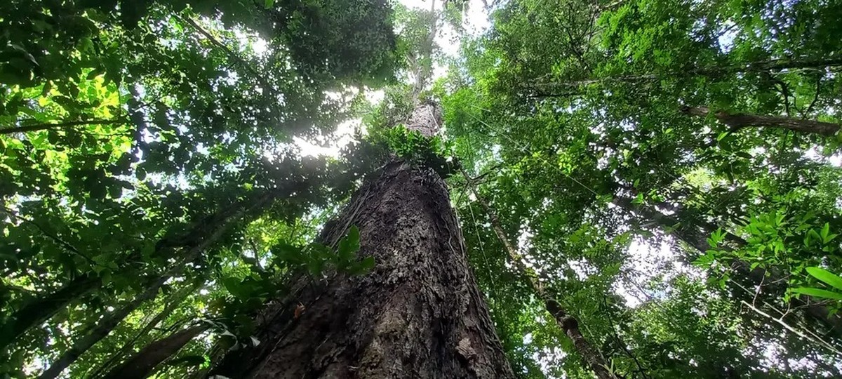 Últimos dias: editais ofertam R$ 2 milhões em incentivo a projetos sustentáveis na Amazônia