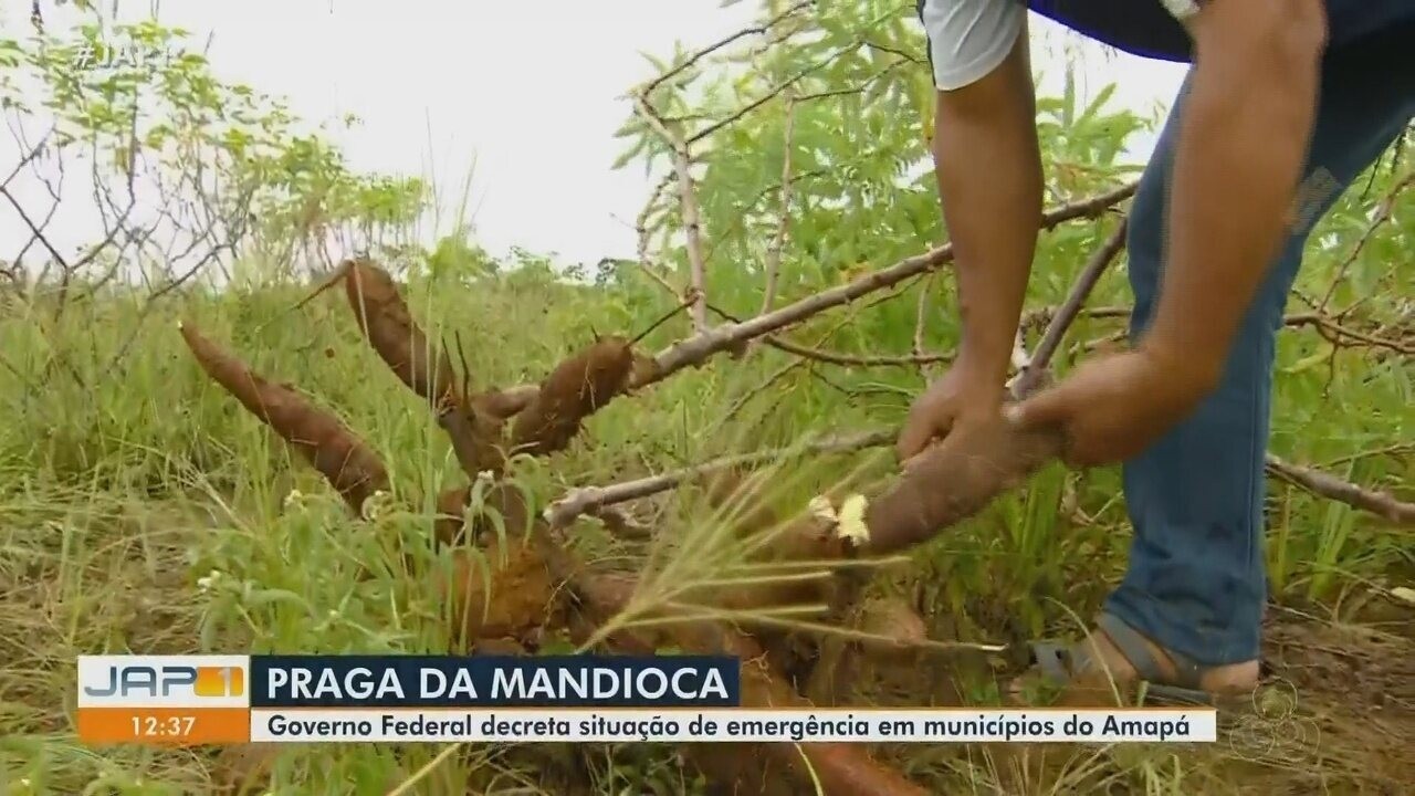 Praga da mandioca: barreiras fitossanitárias são montadas nos municípios atingidos no AP
