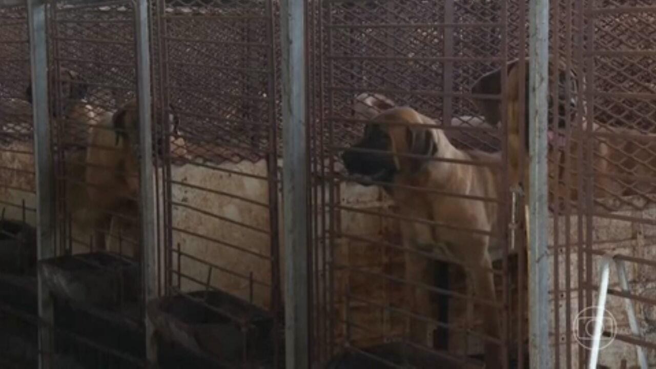 Coreia do Sul proíbe carne de cachorro: o que acontece agora com os animais?